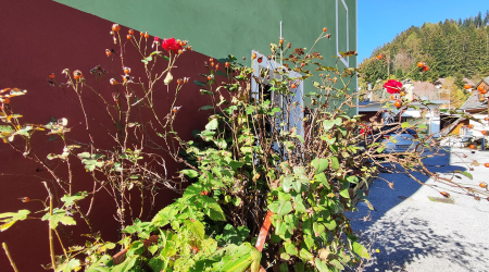 Haus-Bilder