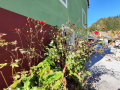Haus-Bilder